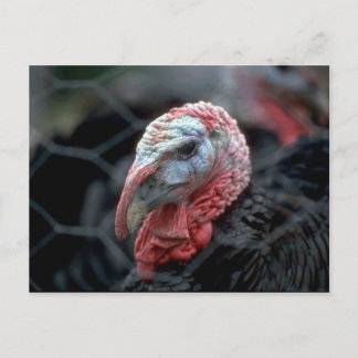 Cartão Postal De Festividades Ação de Graças à Turquia