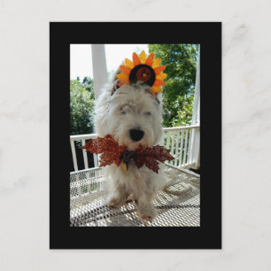 Cartão Postal De Festividades Acção de graças Turquia Bowtie de Westie