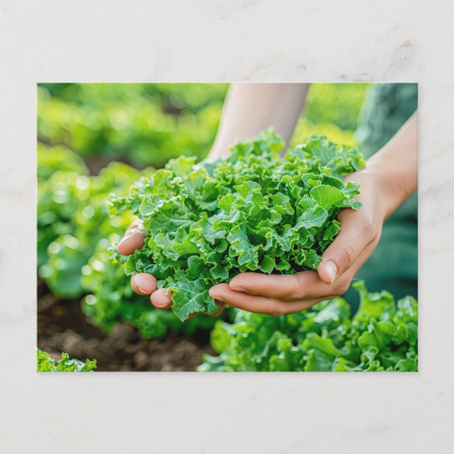 Cartão Postal De Festividades Alface Fresca com Verdes Vibrantes (Frente)