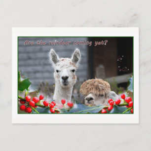 Cartão Postal De Festividades Alpaca Christmas