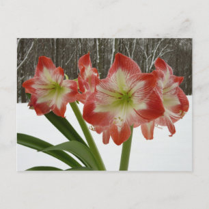 Cartão Postal De Festividades Amaryllis no Feriado Vermelho de Neve Floral de in