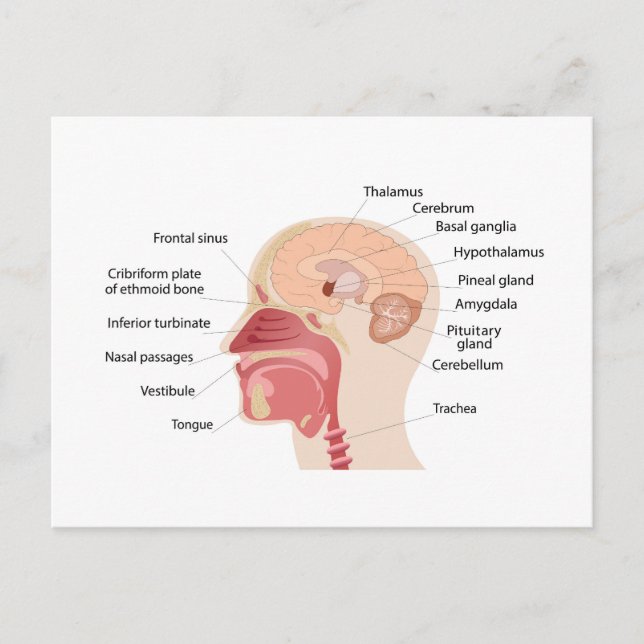 Cartão Postal De Festividades Anatomia do cérebro e do ruído humanos (Frente)