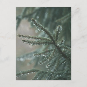 Cartão Postal De Festividades Árvore de abeto verde close-up, estética de Natal