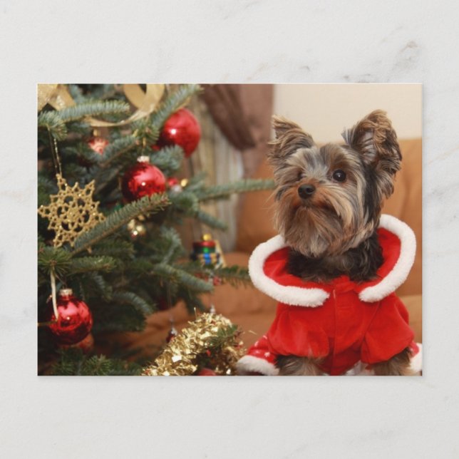 Cartão Postal De Festividades Árvore De Natal E Yorkie Puppy (Frente)