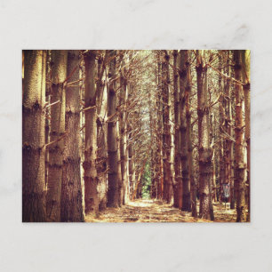 Cartão Postal De Festividades Árvores altas