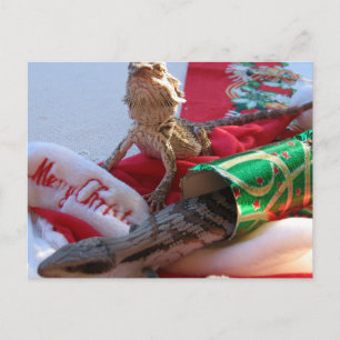 Cartão Postal De Festividades Aussie Christmas Postcard