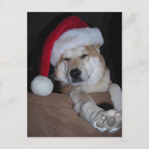 Cartão Postal De Festividades Auxiliar Shiba-Inu para papais noeis