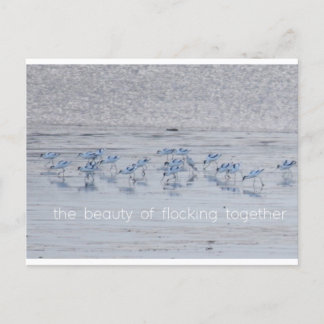 Cartão Postal De Festividades Avocet Beauty
