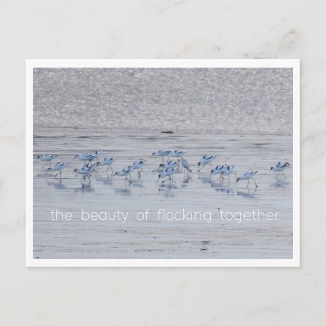 Cartão Postal De Festividades Avocet Beauty (Frente)