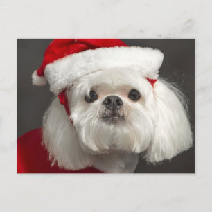 Cartão Postal De Festividades Awkward Santa dog