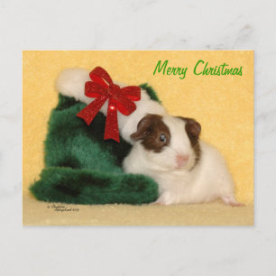 Cartão Postal De Festividades Baby Guiné Pig Merry Cartão de Natal
