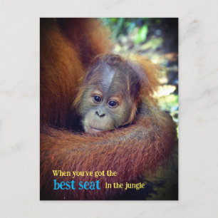 Cartão Postal De Festividades Baby Orangutan