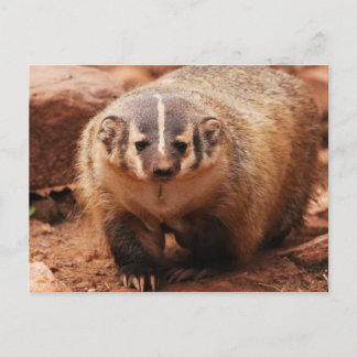 Cartão Postal De Festividades Badger