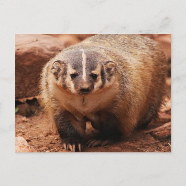 Cartão Postal De Festividades Badger (Frente)