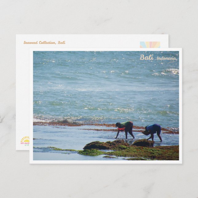 Cartão Postal De Festividades Balinese Seaweed Harvest Bali Postcard (Frente/Verso)