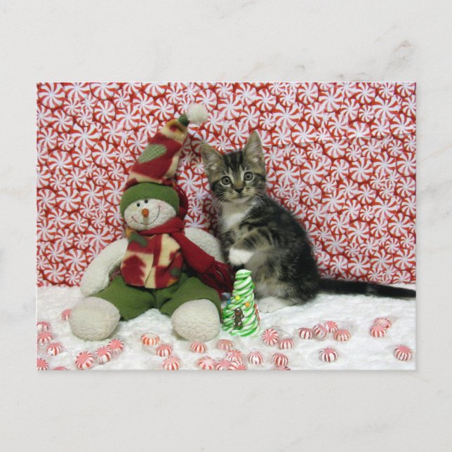 Cartão Postal De Festividades Bandit e Snowman - Cat / Kitten Natal (Frente)