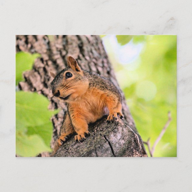 Cartão Postal De Festividades Bashful (Frente)