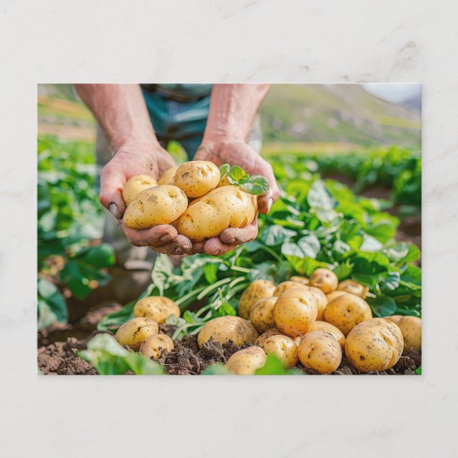 Cartão Postal De Festividades Batatas frescas de bebês no jardim (Frente)