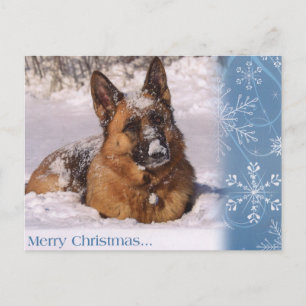 Cartão Postal De Festividades Beautiful  German Shepherd Dog in snow