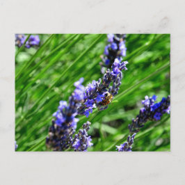 Cartão Postal De Festividades Bee foraging on lavender in the Drôme provencale 