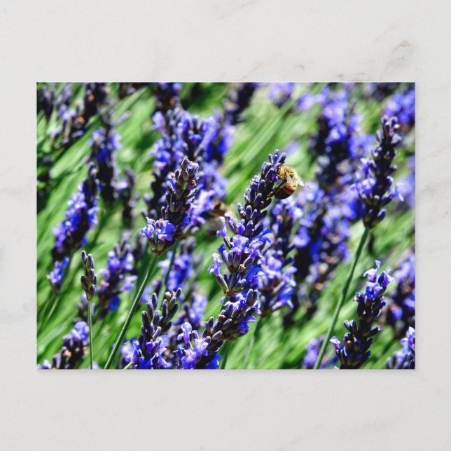Cartão Postal De Festividades Bee foraging on lavender in the Drôme provencale  (Frente)