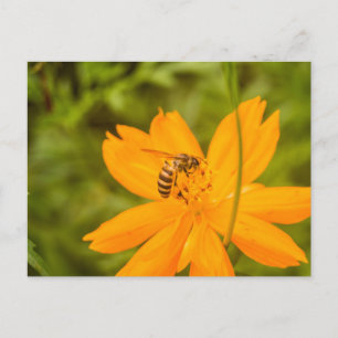 Cartão Postal De Festividades Beija-flor em um Cosmos de Enxofre