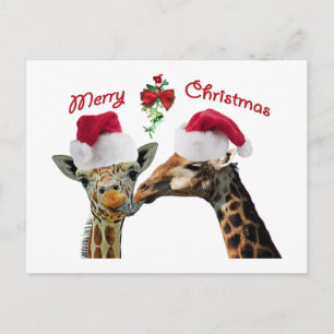 Cartão Postal De Festividades Beijar Girafas de Natal Sob Mistura