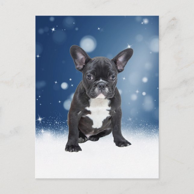 Cartão Postal De Festividades Belo Buldogue Francês Estrelas de Neve Azul Natal (Frente)