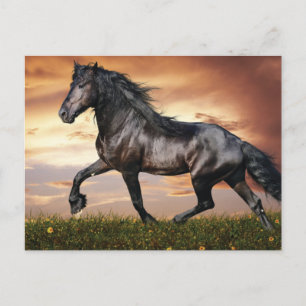 Cartão Postal De Festividades Belo Cavalo Negro