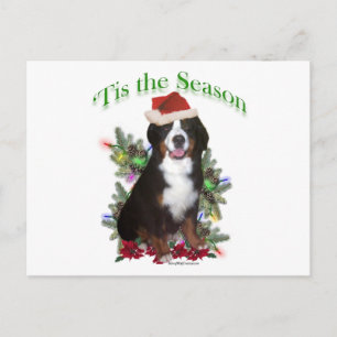 Cartão Postal De Festividades Bernese Mountain Dog "Tis