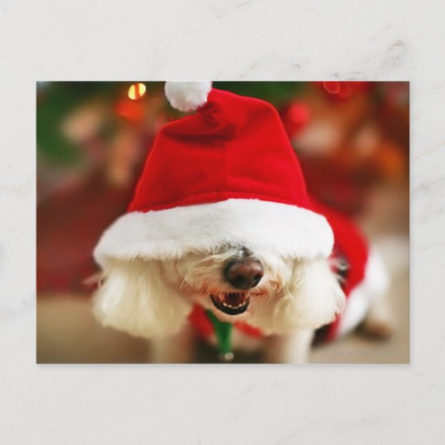 Cartão Postal De Festividades Bichon Frise puppy wearing Santa costume (Frente)