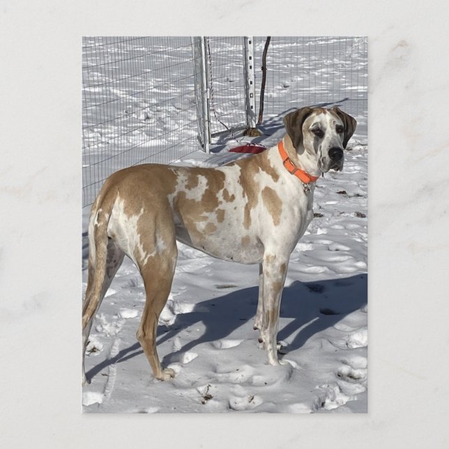 Cartão Postal De Festividades Big Fawnequin Great Dane dog Olhos tristes Cara de (Frente)