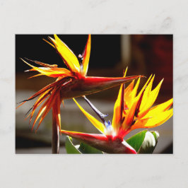 Cartão Postal De Festividades Birds of Paradise : Flower from Mexico