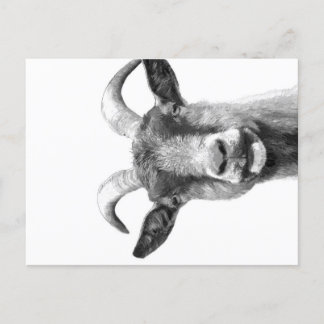 Cartão Postal De Festividades Black and White Goat _Funny Goat Canvas|