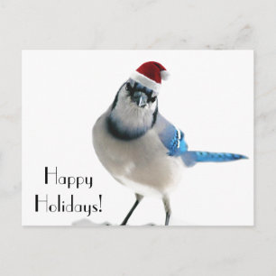 Cartão Postal De Festividades Blue Jay Natal