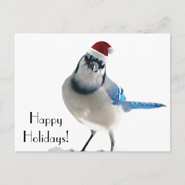 Cartão Postal De Festividades Blue Jay Natal (Frente)