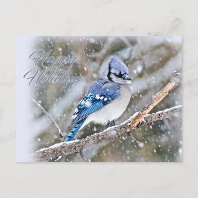 Cartão Postal De Festividades Blue Jay no Natal da neve (Frente)