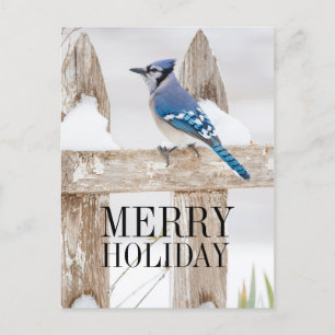 Cartão Postal De Festividades Blue Jay Perked on Snowy Fence
