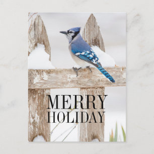 Cartão Postal De Festividades Blue Jay Perked on Snowy Fence