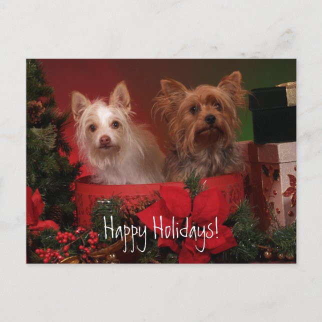 Cartão Postal De Festividades Boas Festas Yorkie e Amigos (Frente)