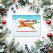 Boas Ouros - Cachorro de Retriever Natal