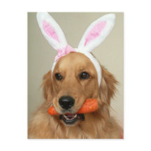 Bobo-Ouro-Retriever cão com orelhas de coelho da P