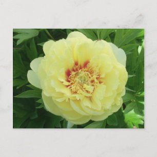 Cartão Postal De Festividades Bonito Bartzella Peony Flower Bloom PC