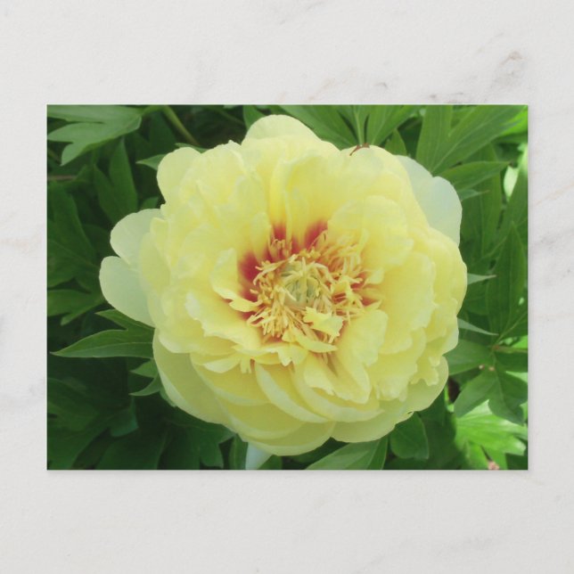 Cartão Postal De Festividades Bonito Bartzella Peony Flower Bloom PC (Frente)
