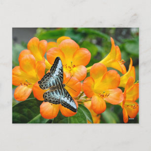 Cartão Postal De Festividades Borboleta azul com Rhododendron tropical