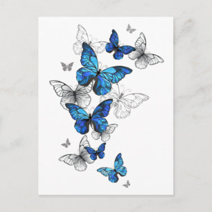 Cartão Postal De Festividades Borboletas Azuis Morpho