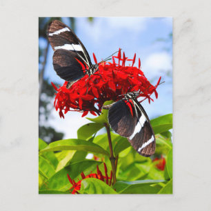 Cartão Postal De Festividades Borboletas de zebra longevas em flores vermelhas