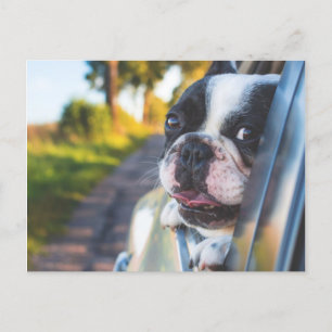 Cartão Postal De Festividades Boston Terrier Dog Sentindo Cabeça para Fora da Ja