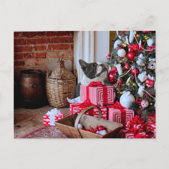 Cartão Postal De Festividades Boston Terrier Natal (Frente)