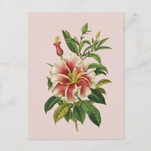 Cartão Postal De Festividades Botânicos vintage Flor Moderna Poster de Arte II